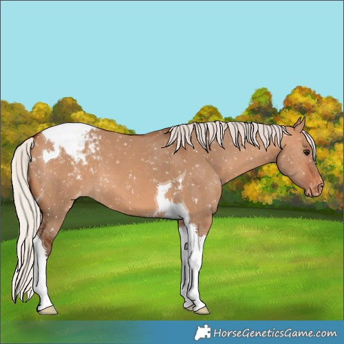 Horse Color:Silver Bay Dun Tobiano Appaloosa 