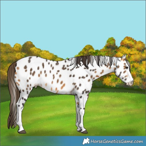 Horse Color:Buckskin Splash Appaloosa