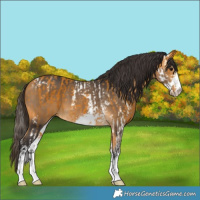 Horse Color:Buckskin Sabino and Buckskin Sabino