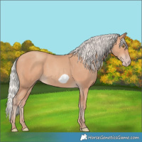 Horse Color:Silver Amber Champagne Frame 