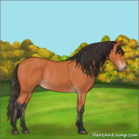 Horse Color:Bay Rabicano 