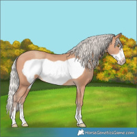 Horse Color:Silver Amber Champagne Frame 