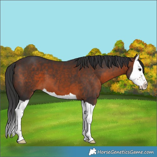 Horse Color:Brown Splash 