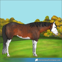 Horse Color:Brown Splash 