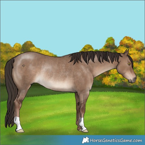 Horse Color:Liver Red Dun Rabicano 
