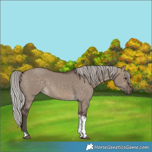 Horse Color:Silver Brown Dun Tobiano Rabicano 