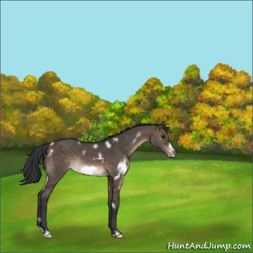Horse Color:White Spotted Brown Dun Frame Rabicano 