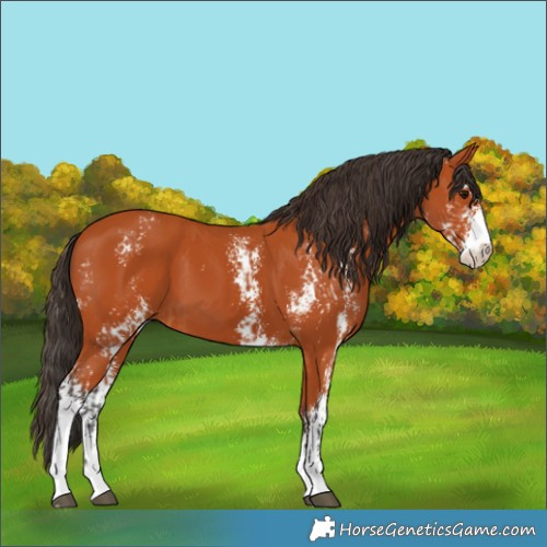 Horse Color:Bay Sabino  and Bay Sabino 