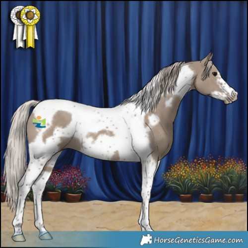 Horse Color:Silver Grullo Tobiano Frame 