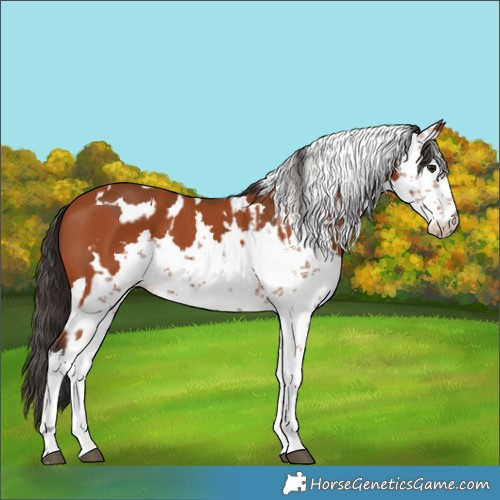 Horse Color:Bay Sabino  and Bay Sabino 