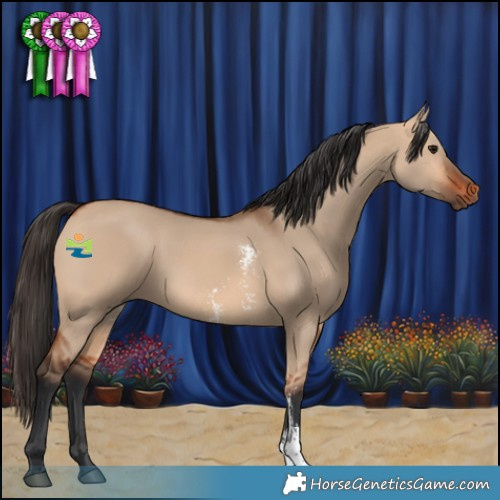 Horse Color:Bay Dun Sabino 