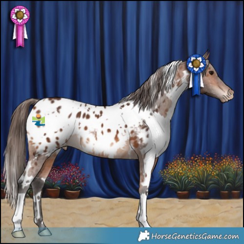 Horse Color:White Spotted Bay Appaloosa 