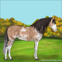 Horse Color:Bay Dun Sabino and Bay Dun Sabino Splash