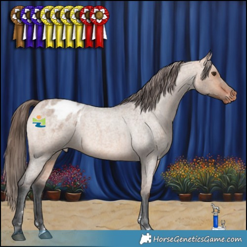 Horse Color:Bay Roan Dun Appaloosa 