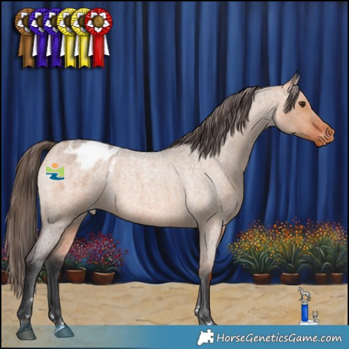 Horse Color:Bay Roan Dun Appaloosa 