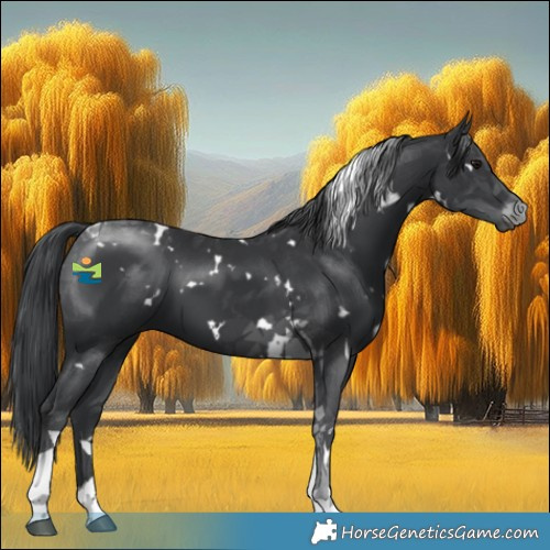 Horse Color:White Spotted Black Tobiano 