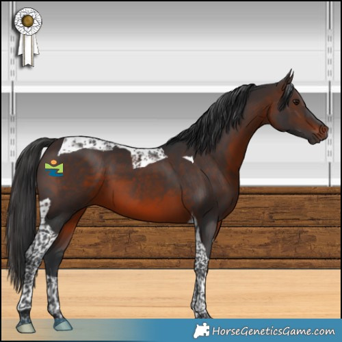 Horse Color:Brown Tobiano 