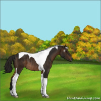 Horse Color:Gray Buckskin Tobiano Rabicano