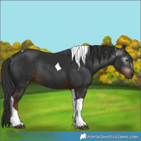 Horse Color:Gray Liver Chestnut Tobiano Rabicano 