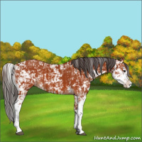 Horse Color:Bay Sabino and Bay Sabino