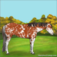 Horse Color:Bay Sabino  and Bay Sabino 