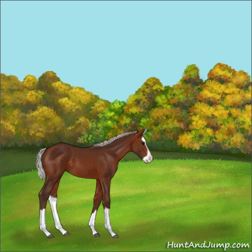 Horse Color:Silver Bay Splash 