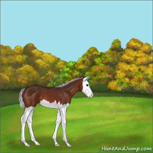 Horse Color:Silver Brown Splash 