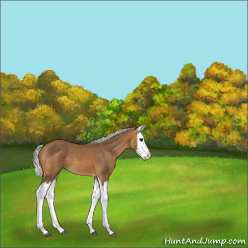 Horse Color:Silver Buckskin Splash 