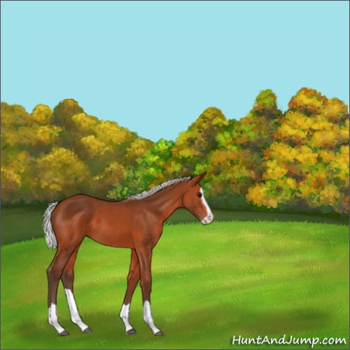 Horse Color:Silver Brown Splash 