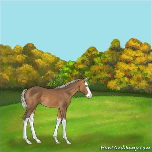 Horse Color:Silver Buckskin Splash 