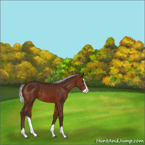 Horse Color:Silver Brown Splash 