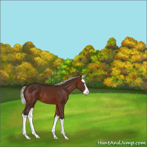 Horse Color:Silver Brown Splash 