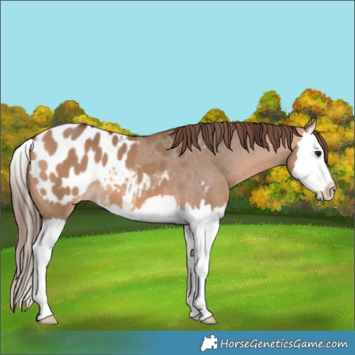 Horse Color:Bay Dun Splash Appaloosa 