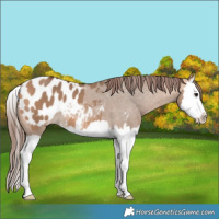 Horse Color:Bay Dun Splash Blanket 