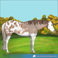 Horse Color:Bay Dun Splash Appaloosa 
