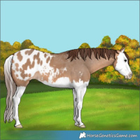 Horse Color:Bay Dun Splash Appaloosa
