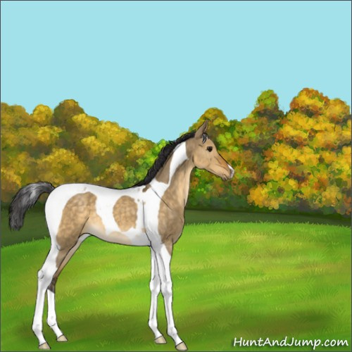 Horse Color:Buckskin Dun Tobiano 