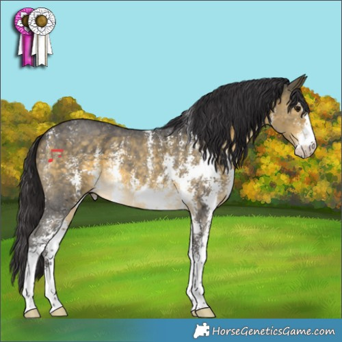 Horse Color:Buckskin Mushroom Sabino 