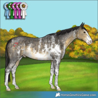Horse Color:Buckskin Mushroom Sabino 