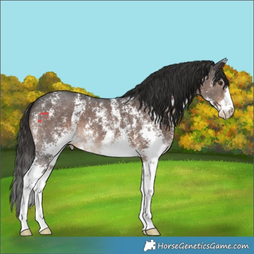 Horse Color:Liver Chestnut Sabino 