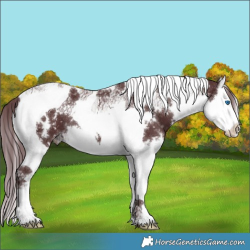 Horse Color:White Spotted Chocolate Black Splash Tobiano Appaloosa 