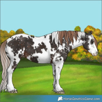 Horse Color:White Spotted Liver Chestnut Sabino Snowflake Varnish