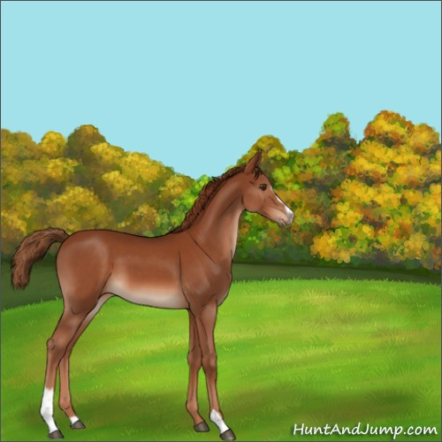 Horse Color:Chestnut Sabino 