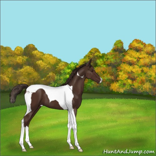 Horse Color:Liver Chestnut Tobiano 