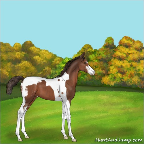 Horse Color:Liver Chestnut Sabino Tobiano Appaloosa 