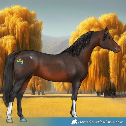 Horse Color:Brown Appaloosa 