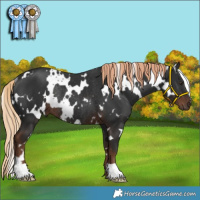 Horse Color:White Spotted Liver Chestnut Rabicano