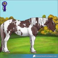 Horse Color:White Spotted Chocolate Brown Tobiano Rabicano