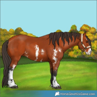 Horse Color:Bay Sabino and Bay Sabino
