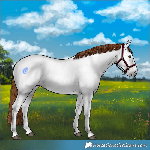 Horse Color:Gray Chestnut Sabino 